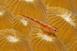Tiny goby on a coral head by Andy Lerner 